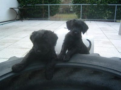 Fr&auml;ulein Lila und Herr Dunkelblau