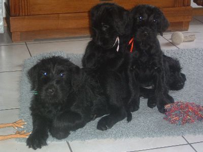 sind wir nicht goldig