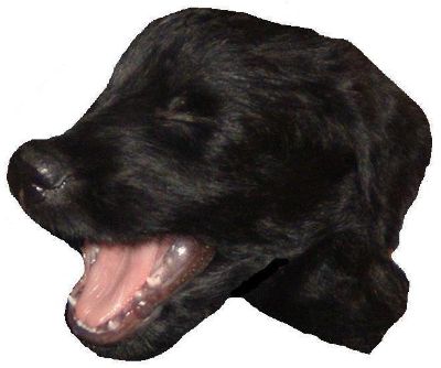 ich bin grad mal 4 Wochen alt und hab schon kleine spitze Z&auml;hne