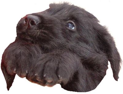 hier bin ich grad mal 5 Wochen alt