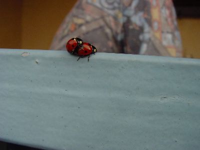 und da war da noch, etwas seltsamer Besuch da ............Sonne,blauer Himmel und die Liebe