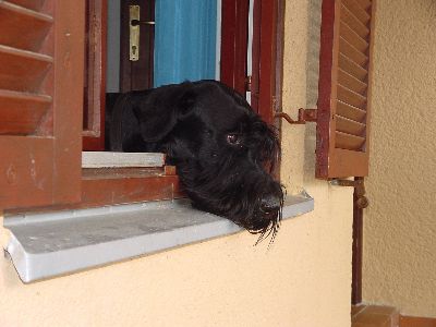 ich bewache von au&szlig;en und von innen unser Haus