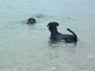 Cora bring mal den Stock her .......