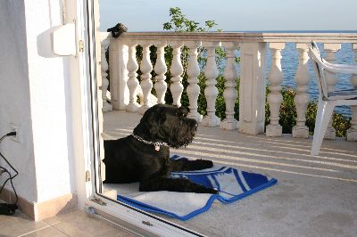 Max wieder mit Meerblick 