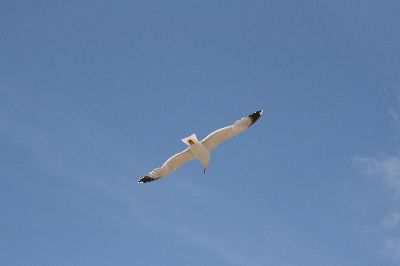 hier m&ouml;chte ich auch gerne eine M&ouml;we sein ....