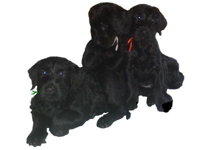 Rosa Rot und Gr&uuml;n