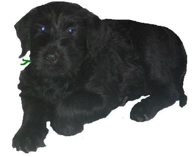 Max im Welpenalter von 6 Wochen