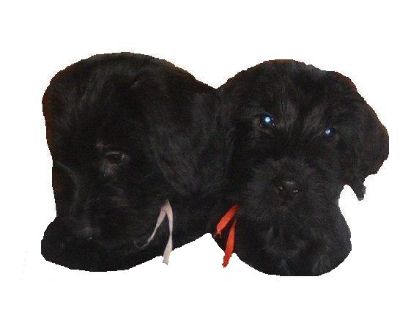 Fr&auml;ulein Rosa und Herr Rot