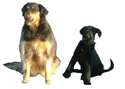 hier seht Ihr mich mit meiner Spielkameradin Cora ( + )