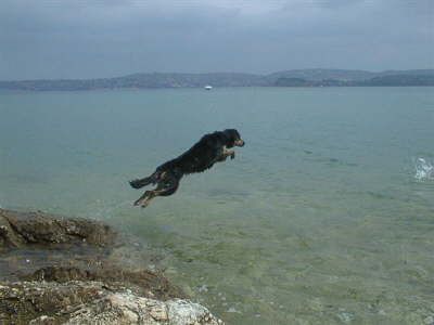 Cora der fliegende Hund ( Mischlingsh&uuml;ndin Rottweiler / Sch&auml;fer mix)  das war ihr liebstes Element 