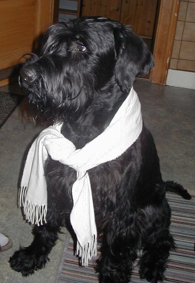 Ich und kein Rudeltier, aber bitte sch&ouml;n Herr ..... mir fehlt nur noch der Hut und wir sind beide gut angezogen. Max gr&uuml;&szlig;t alle Hundesportler